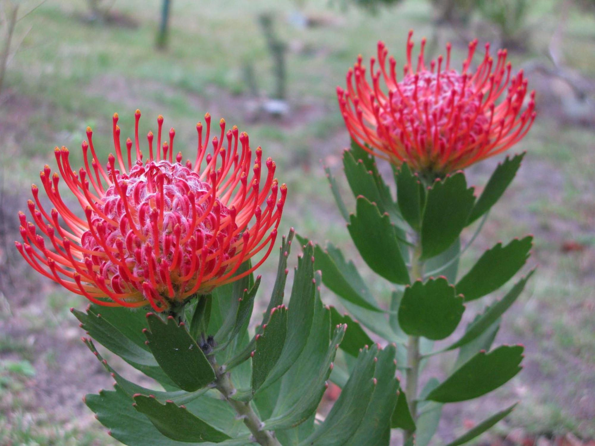 Pumula 4 Star Knysna